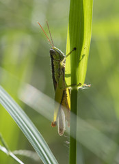 Cricket in the grass