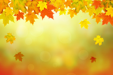 Autumn maple leaves bright nature bokeh background