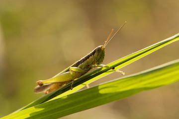 Cricket in the grass