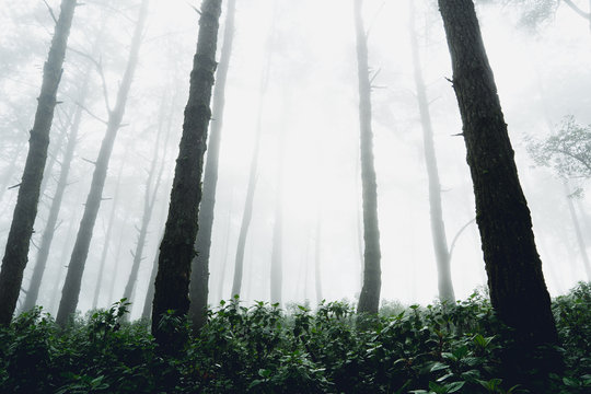 Fototapeta Fog and trees forest in the morning man in forest