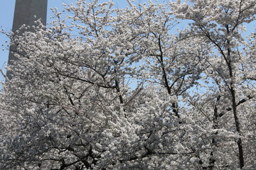 tree cherry blossom washington DC