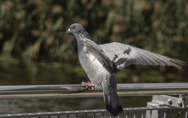 gołąb
