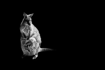 kangaroo mother and son isolated on black background