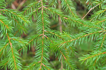 Branch of green fir macro. Natural Christmas tree the needles on spruce.
