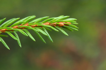 Branch of green fir macro. Natural Christmas tree the needles on spruce.