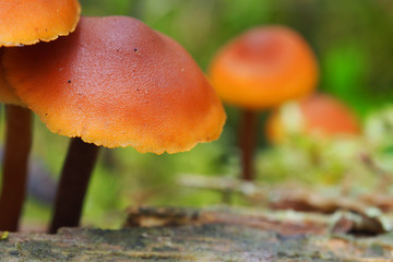 Beautiful poisonous Toadstools grow in the forest. Autumn mushroom season.