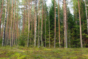 Pine forest is beautiful. Landscape Nature wild Northern.