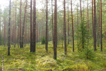 Fototapeta na wymiar The pine forest is beautiful. Landscape Nature wild Northern. 
