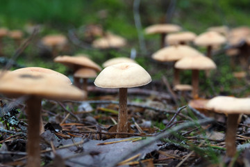 Beautiful poisonous Toadstools grow in the forest. Autumn mushroom season.