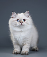 Cute fluffy British cat on a gray background