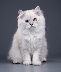 Cute fluffy British cat on a gray background