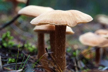 Beautiful poisonous Toadstools grow in the forest. Autumn mushroom season.