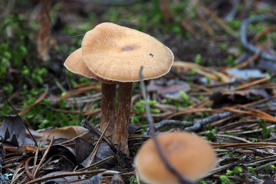 Beautiful poisonous Toadstools grow in the forest. Autumn mushroom season.