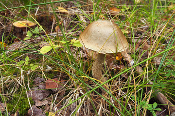 Mushroom Boletus in their natural forest environment. The season of collecting boletus in the forest for food.