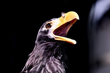 オオワシ　　（動物園）