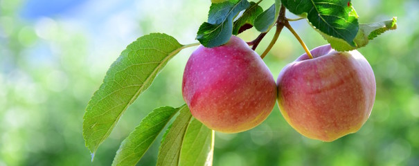 Zwei reife Äpfel hängen an einem Ast in der Morgensonne, Banner für Website