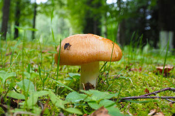 Mushroom Russula grows in the Northern woods. Autumn is the time of wild harvest fungus in the forest. 