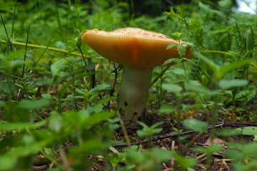 Edible mushrooms growing in the woods. Autumn is the time of wild harvest in the forest.