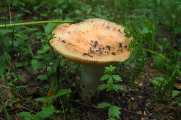 Edible fungus Lactarius growing in the forest. Autumn is the time of wild harvest in the forest. 