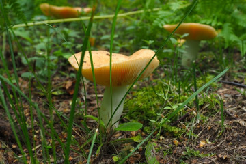 Edible fungus Lactarius growing. Autumn is the time of wild harvest in the forest.