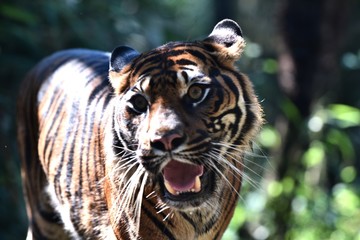 とら　（動物園）