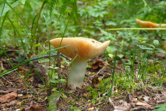 Edible milk mushrooms. Autumn is the time of wild harvest. 