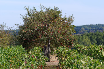 Fototapeta na wymiar Vineyards and apple tree in the Loire valley