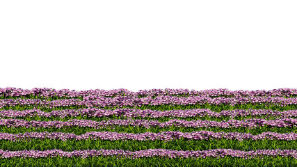 3d rendering of row of flowers isolated on a white background for architectural use which can be easily cut