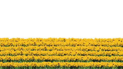 3d rendering of row of flowers isolated on a white background for architectural use which can be easily cut