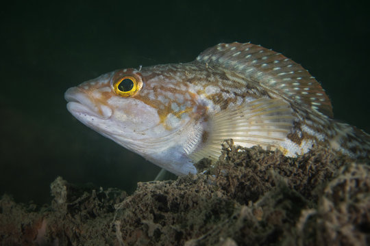 Spotty-bellied greenling