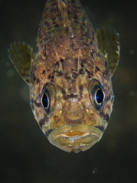 Korean rockfish china