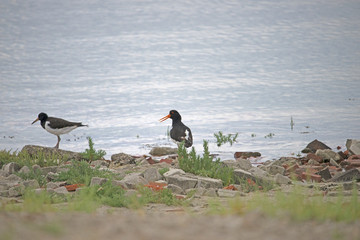 Eurasian Oystercatcher on uninhabited island rottumeroog in the netherlands.