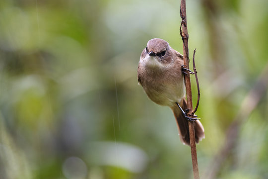 Female Blue and white Flycatcher