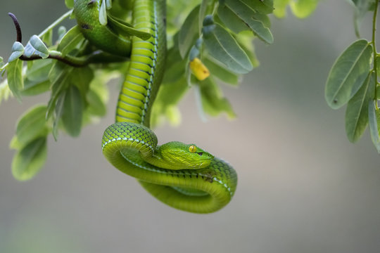 Trimeresurus yunnanensis snake on branch