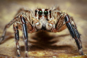 Macro of a jumping spider