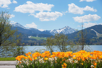 buntes Tulpenbeet in Tegernsee mit Blick zum See und Fockenstein im Frühling