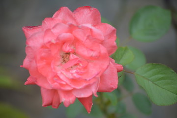 Close up photos of the pink rose - 224844085
