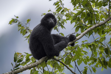 Black crested  gibbon in tree