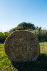 Dry yellow hay grass with trees in the background.