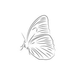 butterfly logo icon design template vector