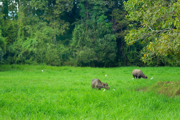 Asia, Cambodia, Thailand, Animal, Cattle