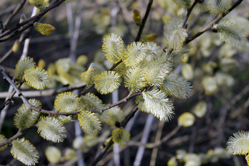 Willow flowers