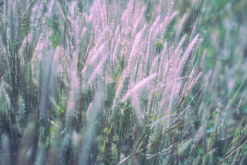 Blur of Colorful flowers grass made with gradient for background,Abstract,texture,Soft and Blurred style.postcard.