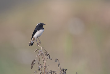 Variable wheatear