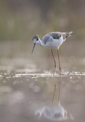 Black-winged Stilt long legged water bird walking in the lake at sunrise.