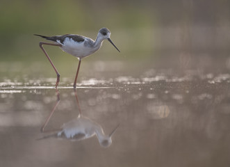 Black-winged Stilt feeding at sunrise