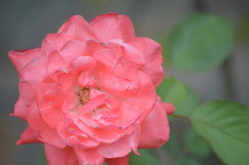 Close up photos of the pink rose - 224845251