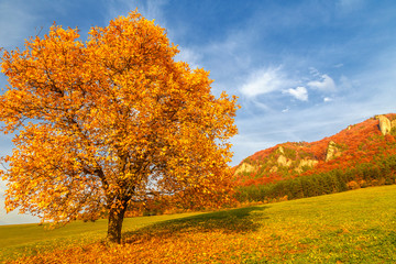 Landscape with a tree in autumn color, National Nature Reserve Sulov Rocks, Slovakia, Europe.