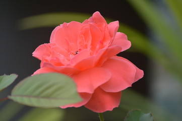 Close up photos of the pink rose - 224846232