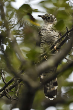 Young Indian Cuckoo Bird